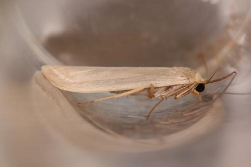 Eilema sp.